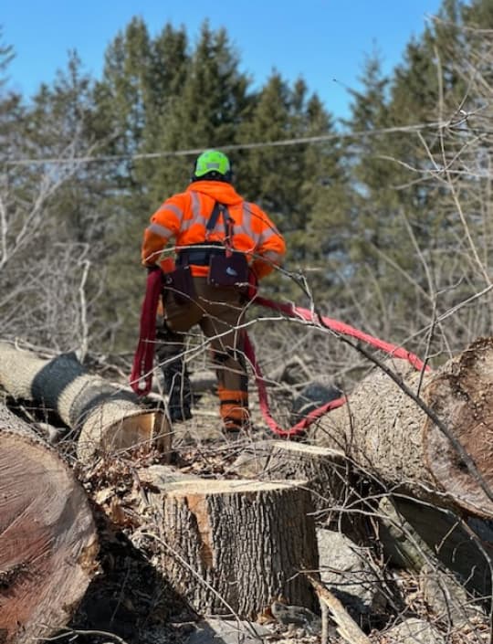 Local Tree Service in Dover, New Hampshire}